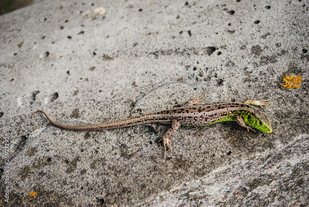 Green lizard macro, close up. Green lizard macro, close up.