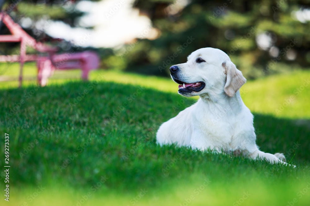 Dog breed Golden retriever