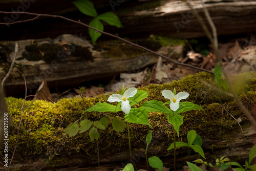 trilliums in the forest