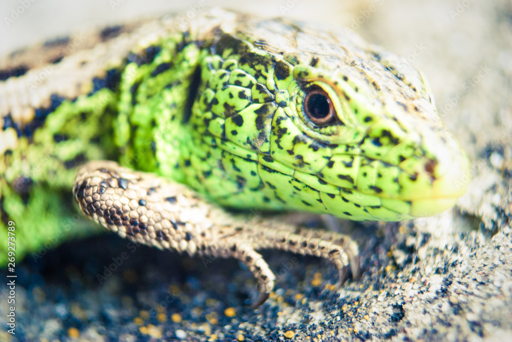 Green lizard macro, close up.