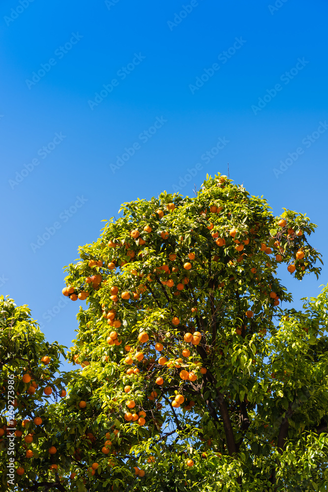 Orange trees with fruits in Italy