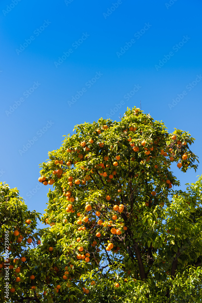 Orange trees with fruits in Italy Orange trees with fruits in Italy
