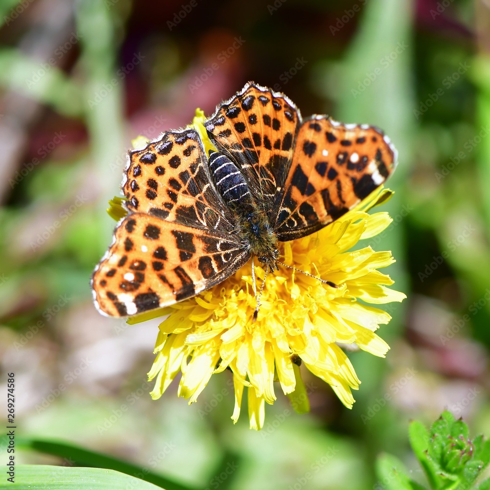 Obraz premium heath fritillary Melitaea athalia butterfly in nature reserve Galovske luky in Czech republic