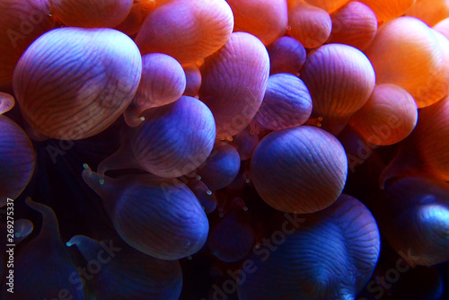 Pink Bubble LPS coral - Plerogyra Sinuosa photo