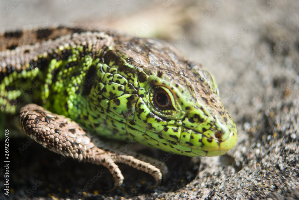 Green lizard macro, close up. Green lizard macro, close up.