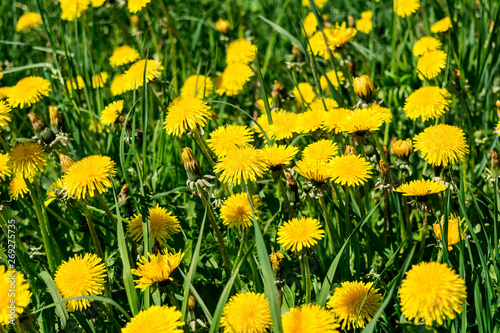 green field with yellow flowering dandelions  close-up nature background