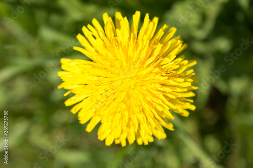 yellow flowering dandelion on a background of green grass, close up nature abstract background