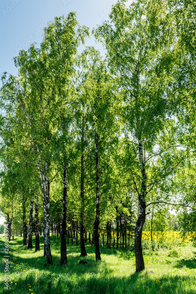 The Birch alley with green grass, sunny spring day, nature background The Birch alley with green grass, sunny spring day, nature background