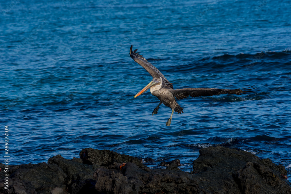 Brown pelican (Pelecanus occidentalis) coming in for a landing Brown pelican (Pelecanus occidentalis) coming in for a landing