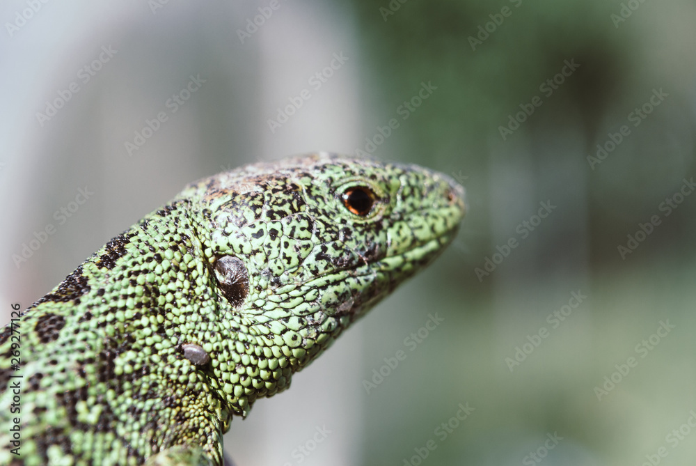 Fototapeta premium Green lizard macro, close up.
