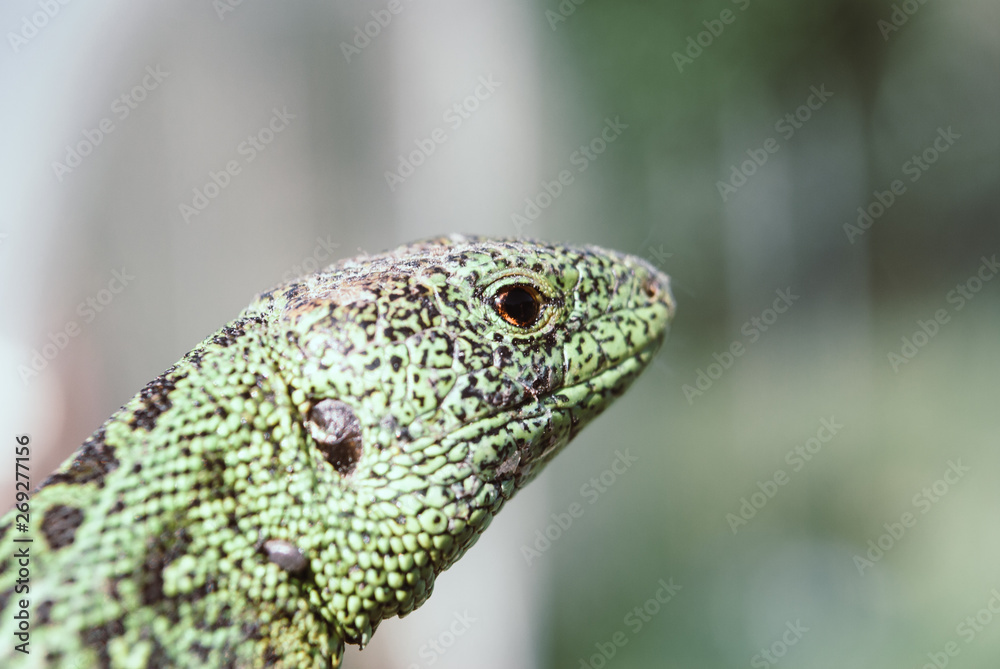 Obraz premium Green lizard macro, close up.
