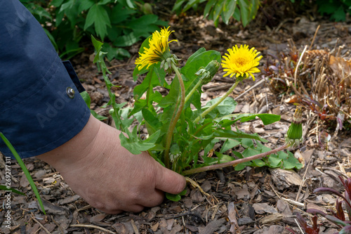 Female Hands Pull Out Weeds From Ground Garden. Weeding Weeds. Struggle Weeds Close Up. photo