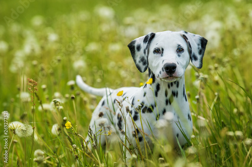 Dalmatian puppy in a dandelion meadow photo