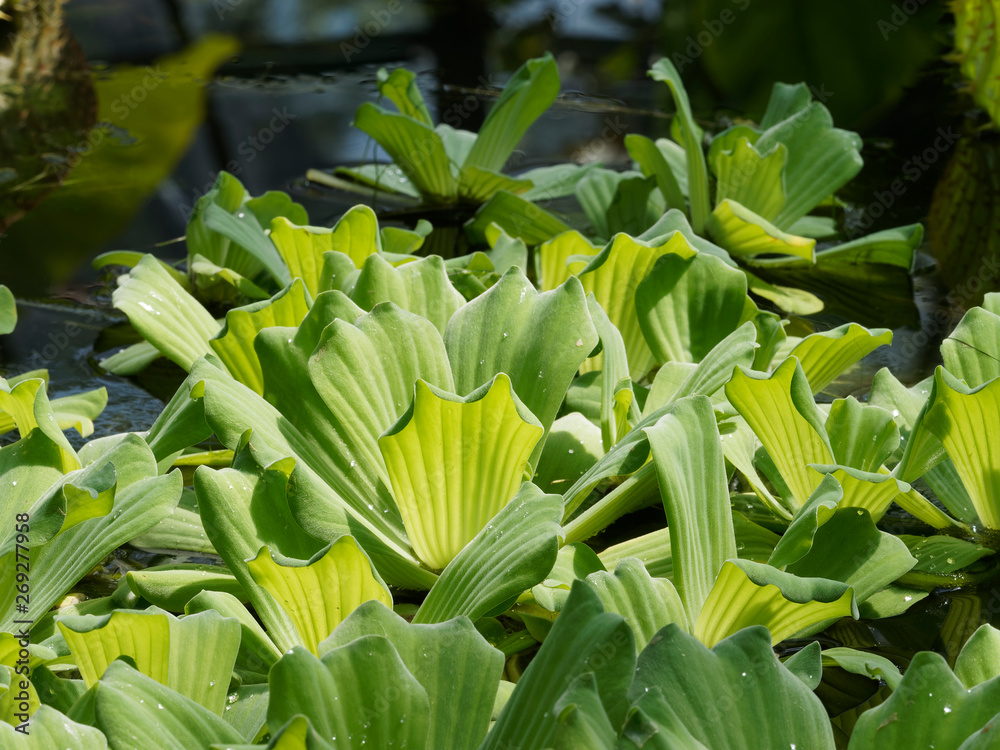 Obraz premium Pistia stratiotes - Laitue d’eau ou chou aquatique