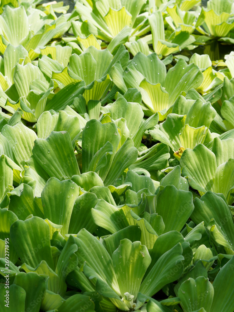 Obraz premium Pistia stratiotes - Laitue d’eau ou chou aquatique