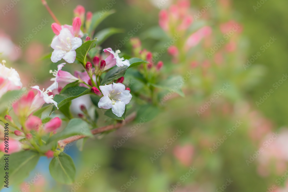 Weigela Weigela