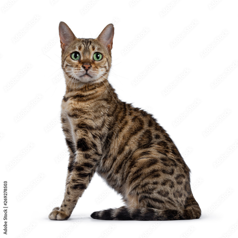 Pretty brown spotted female Bengal cat sitting side wards like Egyptian god. Looking straight at lens with mesmerizing green eyes. Tail curled around body.