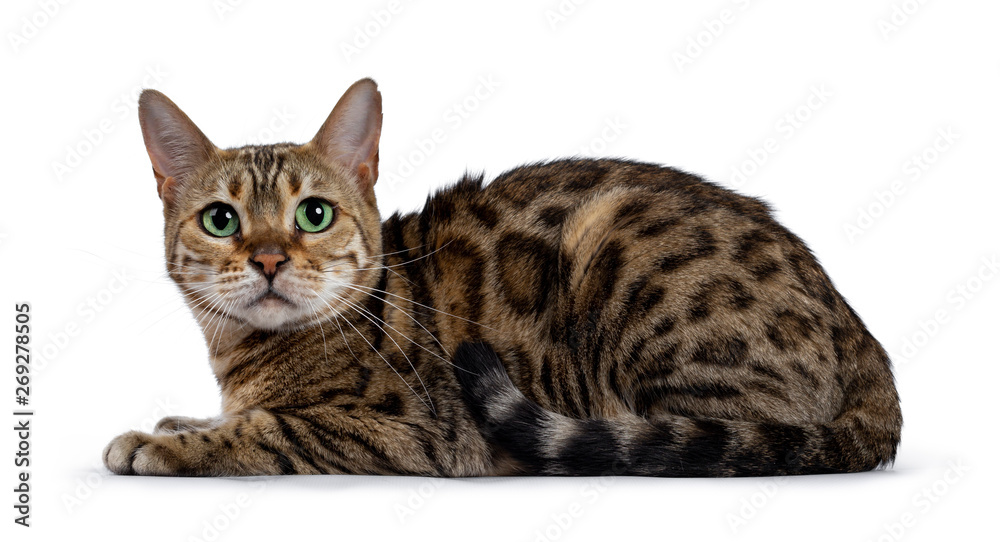 Pretty brown spotted female Bengal cat laying down side wards. Looking straight at lens with mesmerizing green eyes. Tail curled around body. Pretty brown spotted female Bengal cat laying down side wards. Looking straight at lens with mesmerizing green eyes. Tail curled around body.