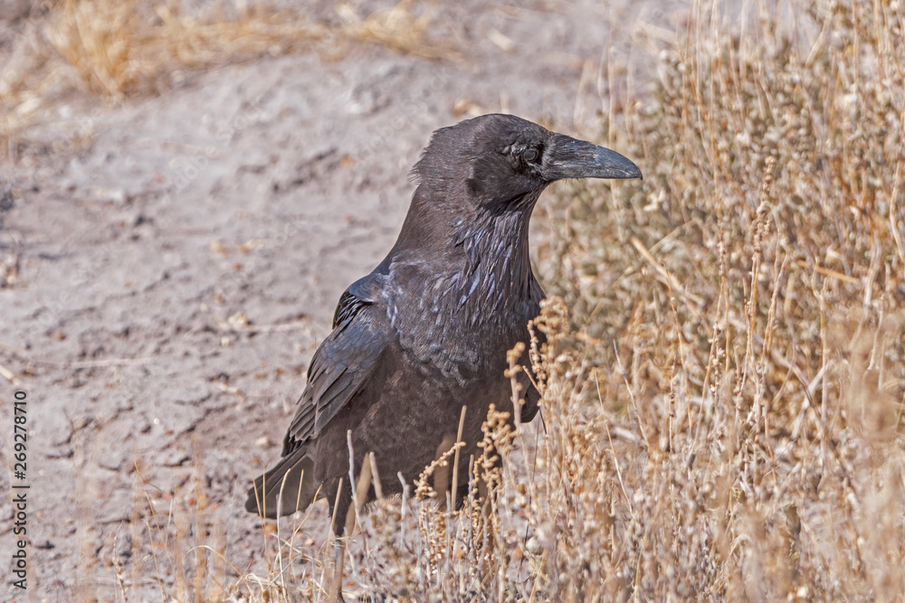 Fototapeta premium Common Raven in the Desert Grasses