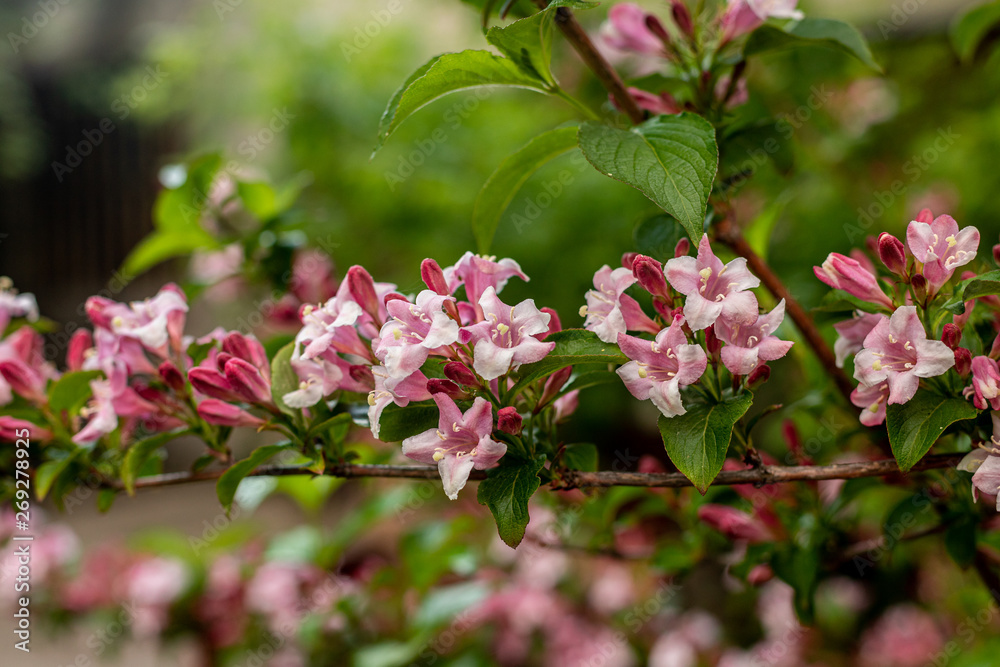 Weigela