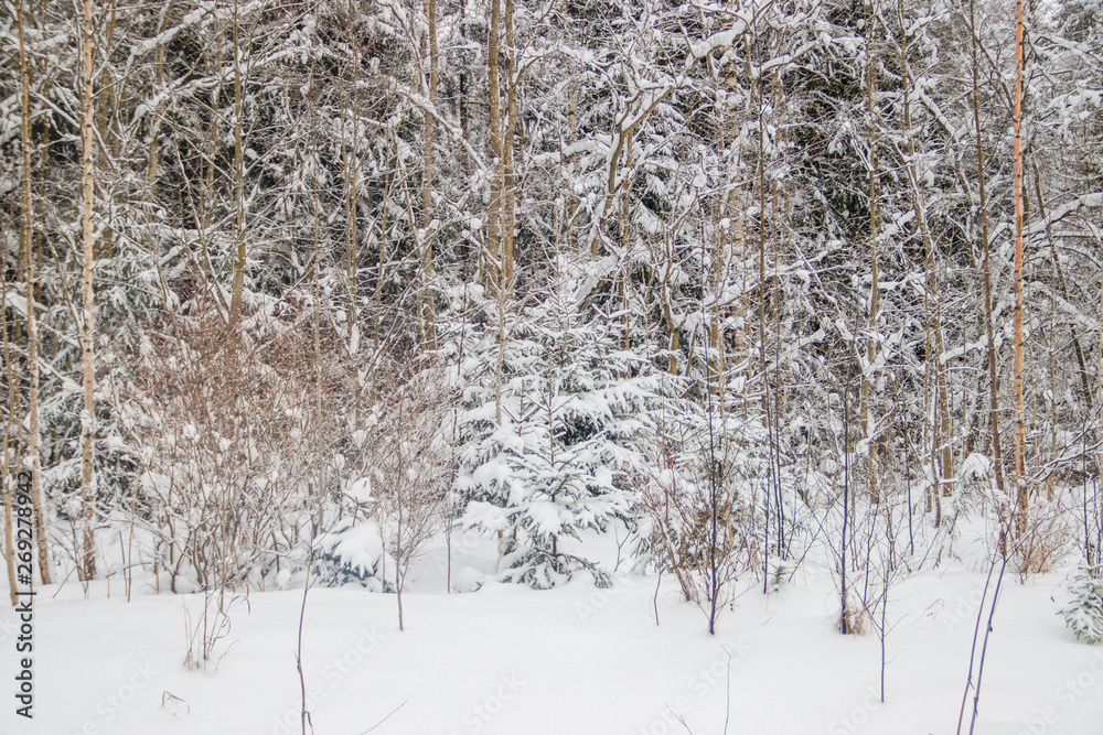 Winter landscape in the forest. Trees in the snow. Snow picture. Winter landscape in the forest. Trees in the snow. Snow picture.
