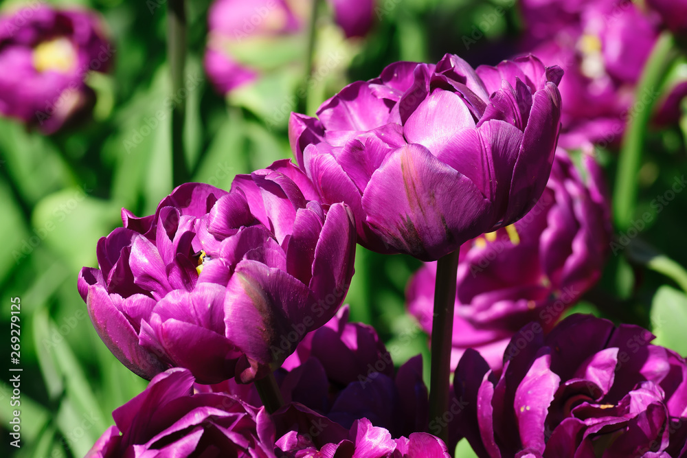 Natural bakground of spring blooming flowers. Field of purple tulips. Natural bakground of spring blooming flowers. Field of purple tulips.