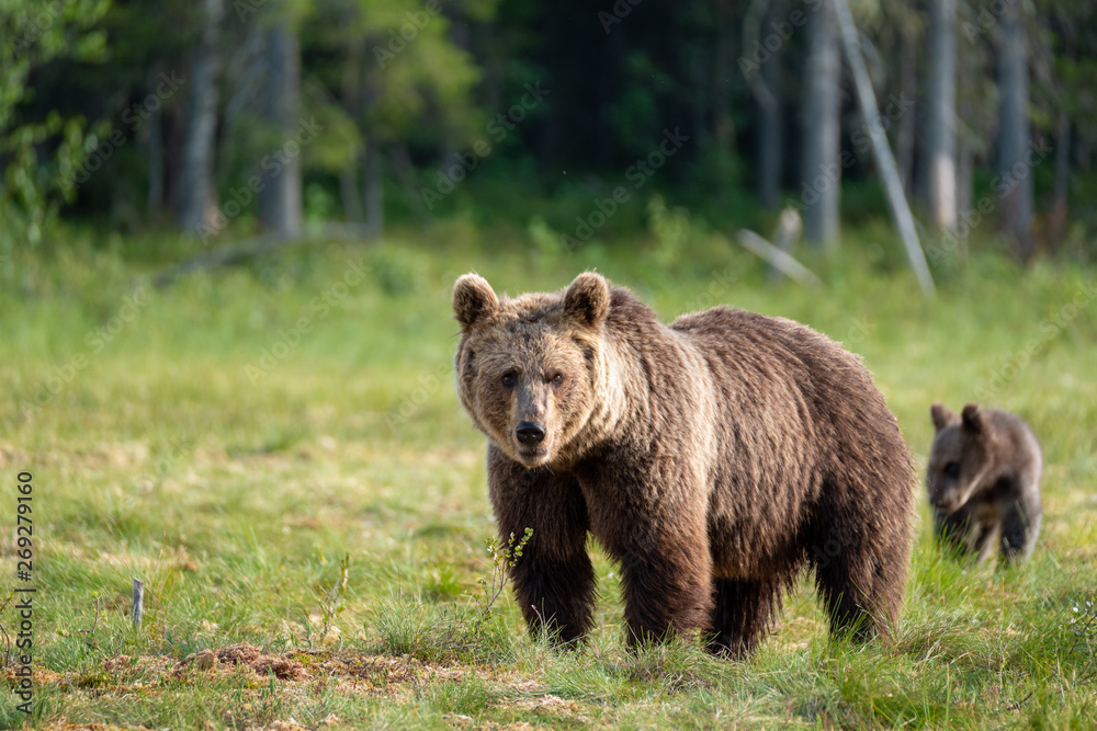 Large brown bear ursus arctos with cub in finnish taiga in front of boreal forest, Finland