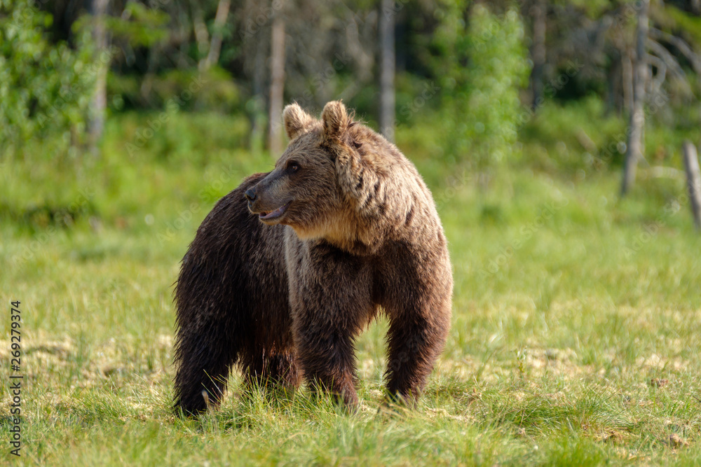 Fototapeta premium Mighty large brown bear ursus arctos in finnish taiga in front of boreal forest, Finland