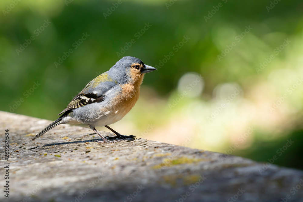 (Redpoll Carduelis ) finch flammea is sitting on a stone. (Redpoll Carduelis ) finch flammea is sitting on a stone.