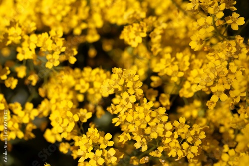 Flowers of a basket of gold  Aurinia saxatilis