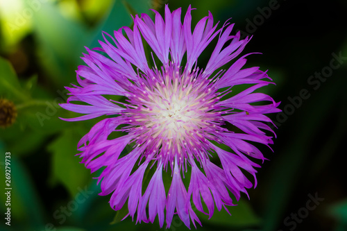 Bright lilac flower on a green background.