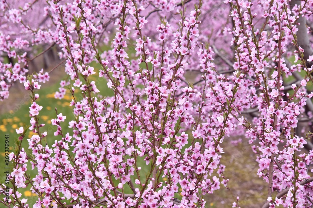 Pommiers en fleurs au printemps à Niagara, Ontario, Canada