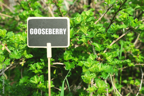 Gooseberry tree branches with green leaves and name tag on a farm. Gardening abstract background.