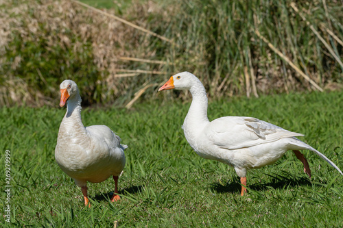 Closeup Grey goose (Anser anser) eats green grass. 