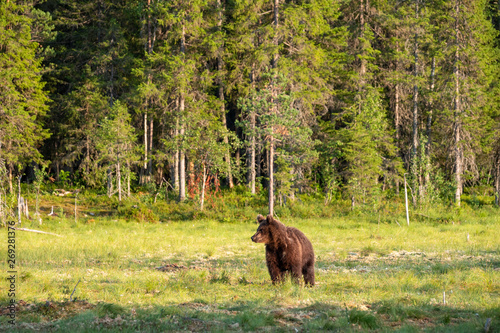 Young brown bear ursus arctos in finnish taiga in front of boreal forest, Finland