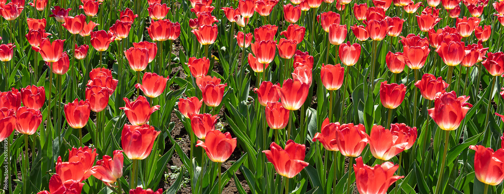 A field of bright red tulips in the city park. Floral background. Banner