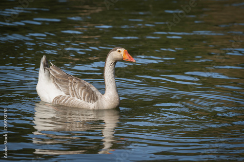 Grey Goose (Anser anser) swimming in green water 
