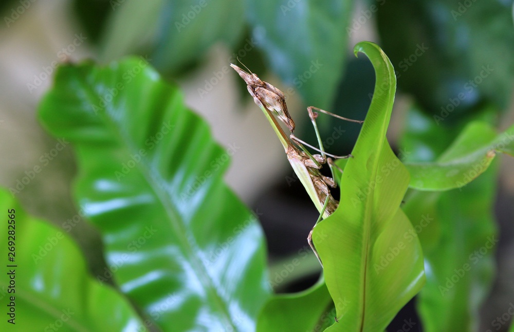 Mantis Empusa fasciata large on green leaves Mantis Empusa fasciata large on green leaves
