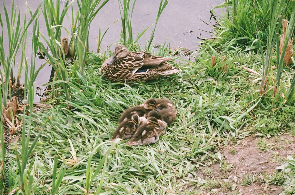 Ducklings asleep Ducklings asleep