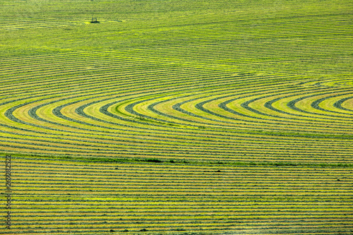Crop field