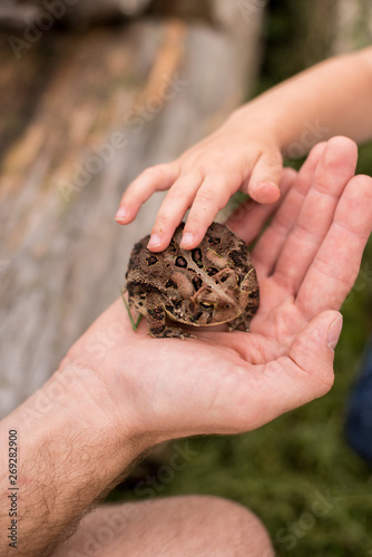 child petting a toad
