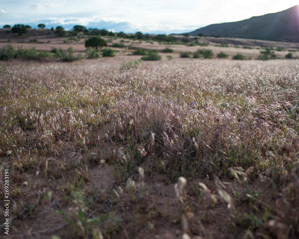 Fototapeta premium sunny field with grass and bushes 