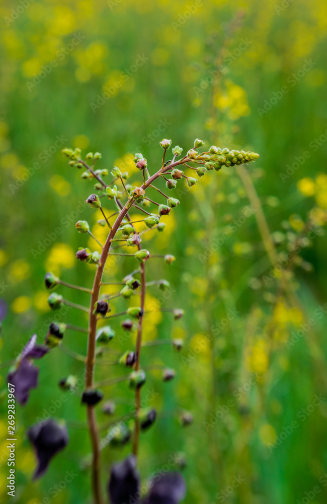 Colorful flowering field in the midsummer season Colorful flowering field in the midsummer season