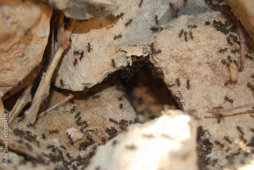 Ants and Ant Eggs in Nest
