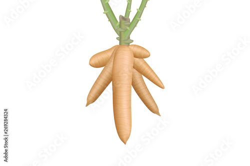cassava, cassava rhizomes isolated on white background, manioc cassava roots underground plants, illustration cassava plantation, tapioca for flour industry or ethanol industry