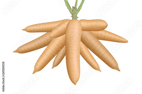 cassava, big cassava rhizomes isolated on white background, manioc cassava roots underground plants, illustration cassava plantation, tapioca for flour industry or ethanol industry