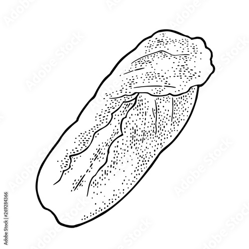 Fresh head of napa cabbage. Vector black vintage engraving