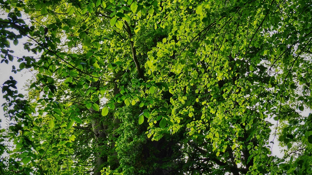 Tree Foliage Tree Foliage