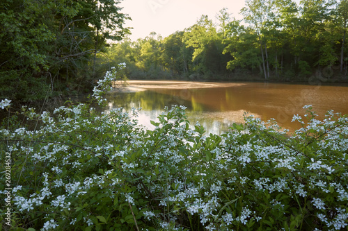  FORT MILL, SOUTH CAROLINA/UNITED STATES – APRIL 27, 2019: Flowers on the lake at Anne Springs Close Greenway in Fort Mill, South Carolina.       
