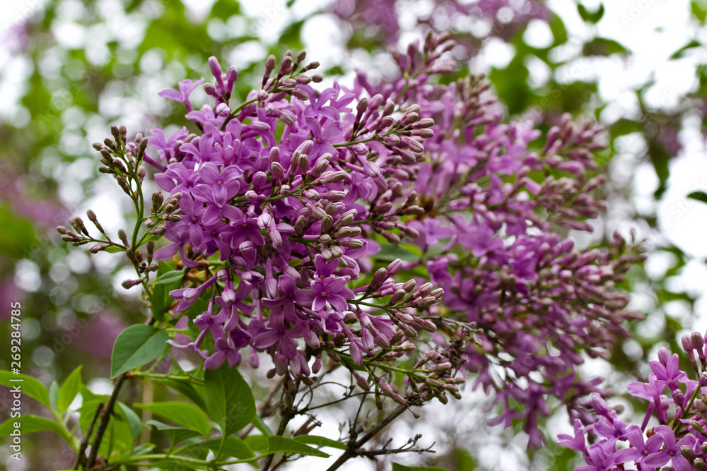 Close up view of beautiful rose color Chinese lilac blooms Close up view of beautiful rose color Chinese lilac blooms